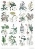 Zestaw papierów - Herbarium*Set of papers - Herbarium*Reihe von Papieren - Herbarium* Conjunto de papeles - Herbario* Conjunto de papeles - Herbario